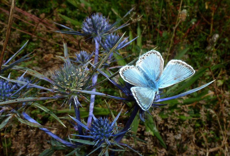 un dubbio con questo Polyommatus...